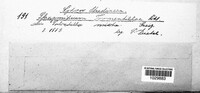 Frommeella tormentillae image